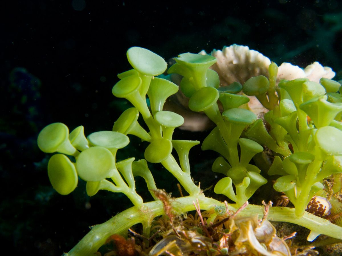 Bright green Caulerpa racemosa with small round, stalked beads.