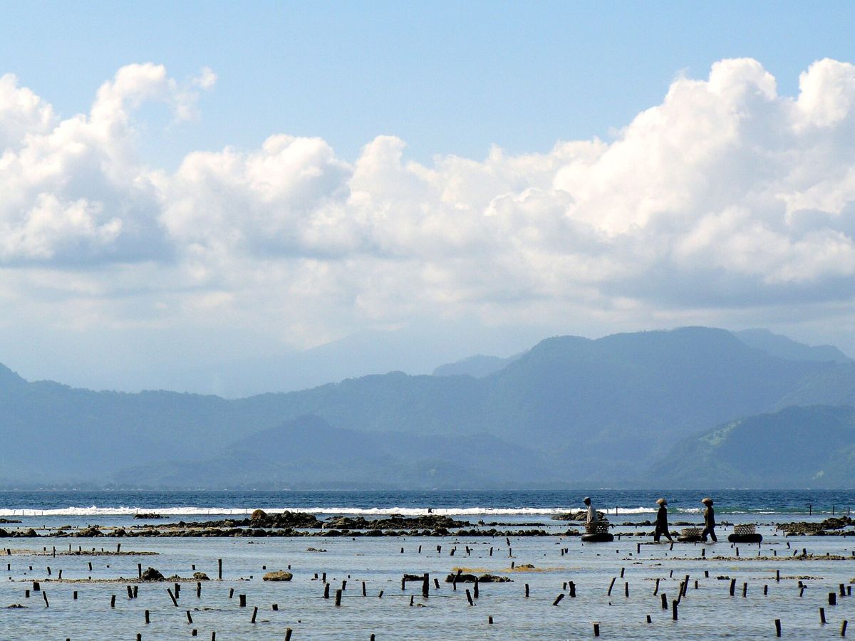 Rows of stakes for seaweed farming in a shallow lagoon at low tide, with farmers walking between them.
