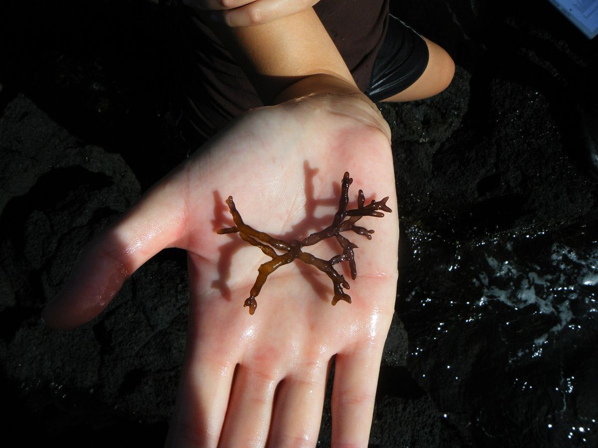 A small, jointed, brownish-red sprig of Gracilaria salicornia on a palm.