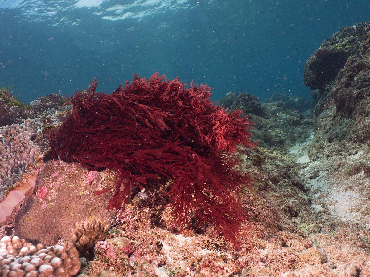 A bushy red Gracilaria growing on a reef.