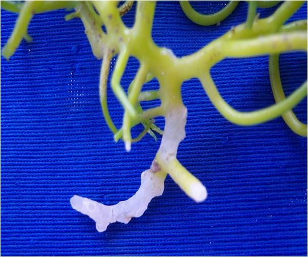 A green-yellow Kappaphycus branch whose lower part has turned white and brittle.