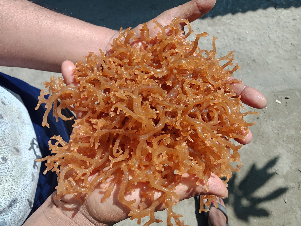 A double handful of orange-brown, branching Kappaphycus alvarezii.