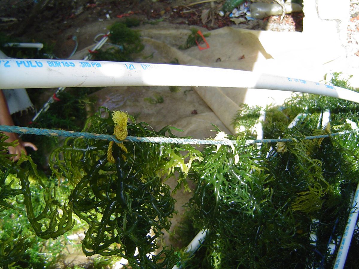 Seaweed growing on a line strung between poles, seen close up.