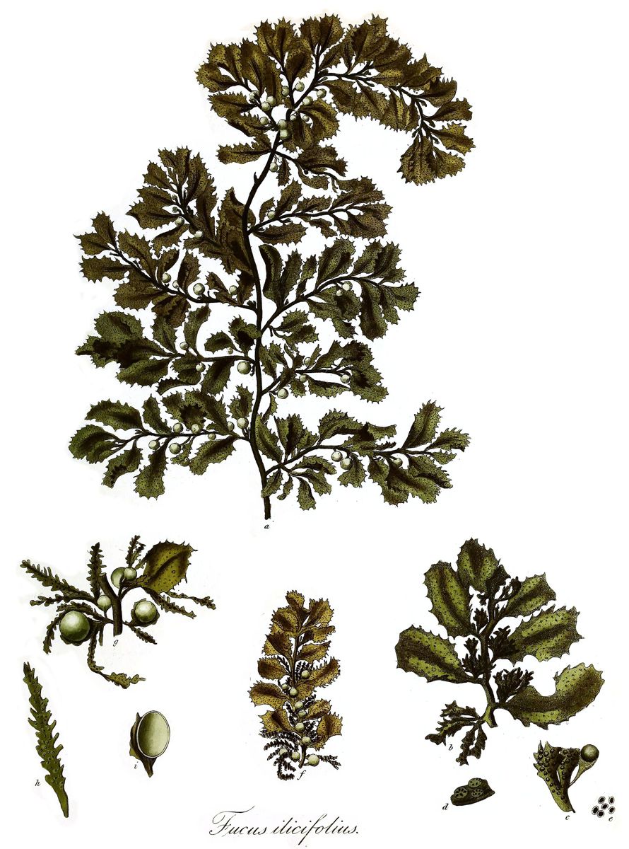 Botanical plate of Sargassum ilicifolium with holly-like leaves and small float bladders.