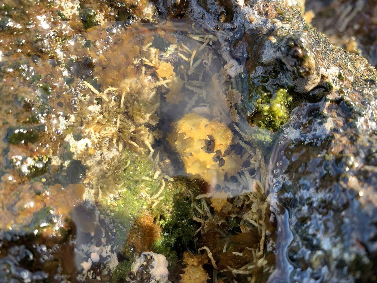 Olive-brown, cone-shaped fronds of Turbinaria ornata in a tide pool.