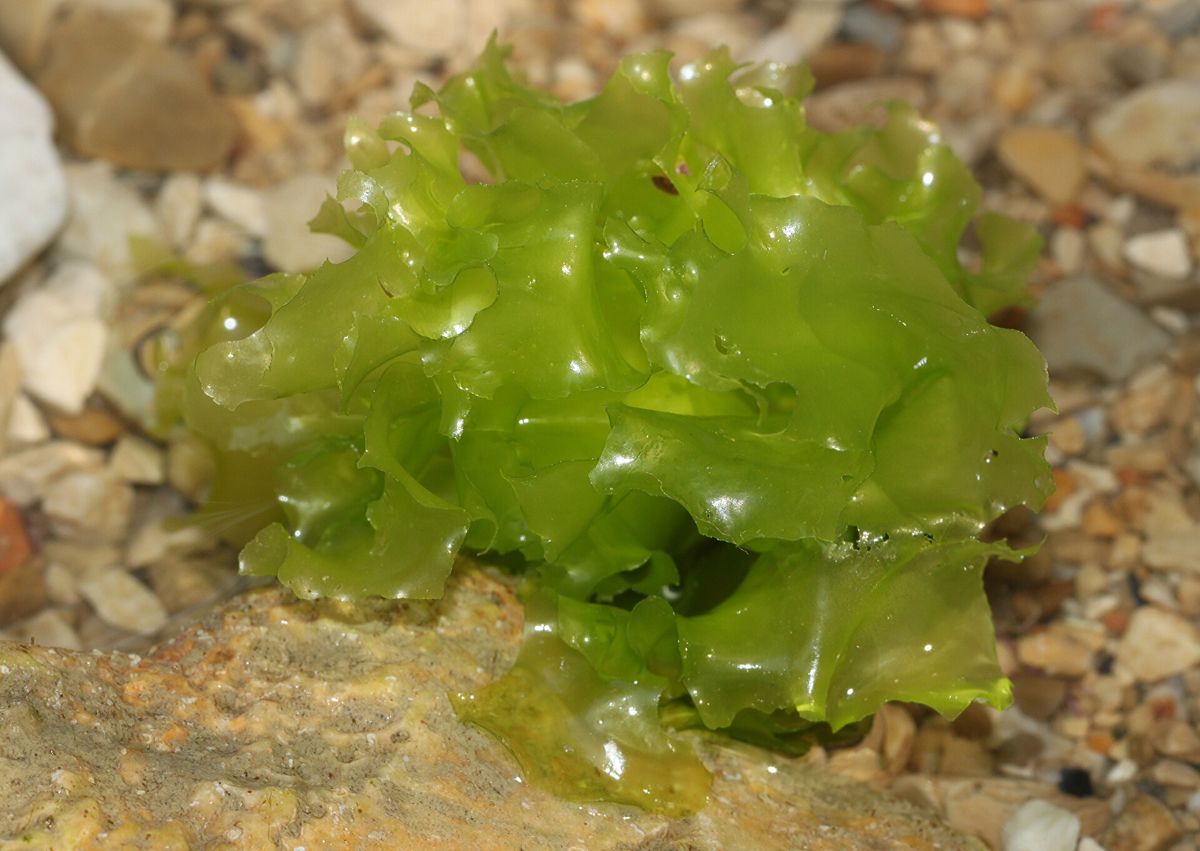 A bright green, ruffled sheet of sea lettuce on pebbles.
