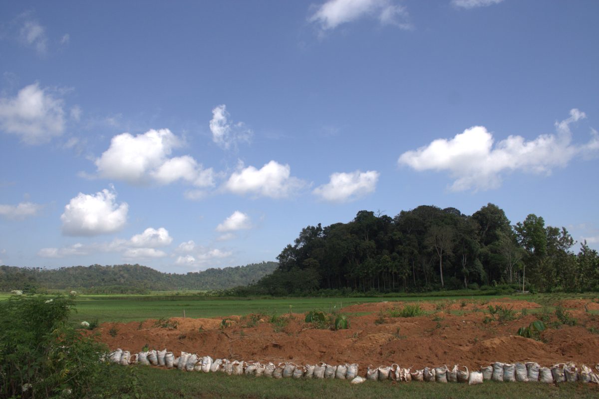 A dense green grove standing as an island of forest in open paddy fields in Kodagu, Karnataka.