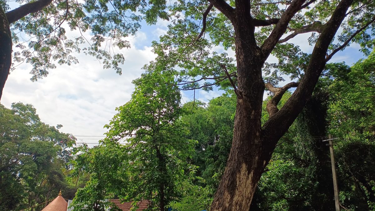 Old trees with a tall trunk and a dense green canopy, a tiled roof just visible below.