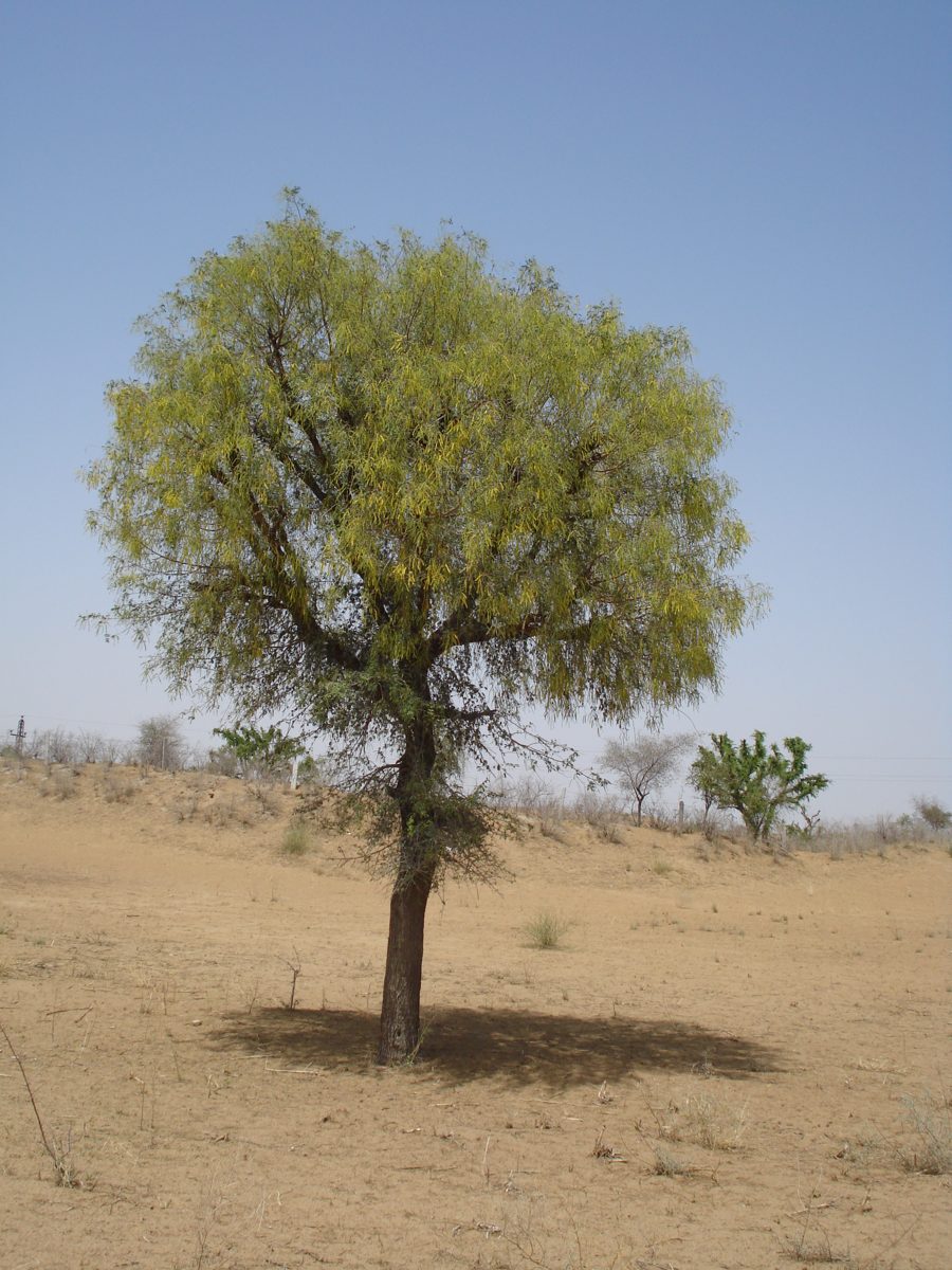 A single khejri tree with a round green crown standing in dry, sandy land.