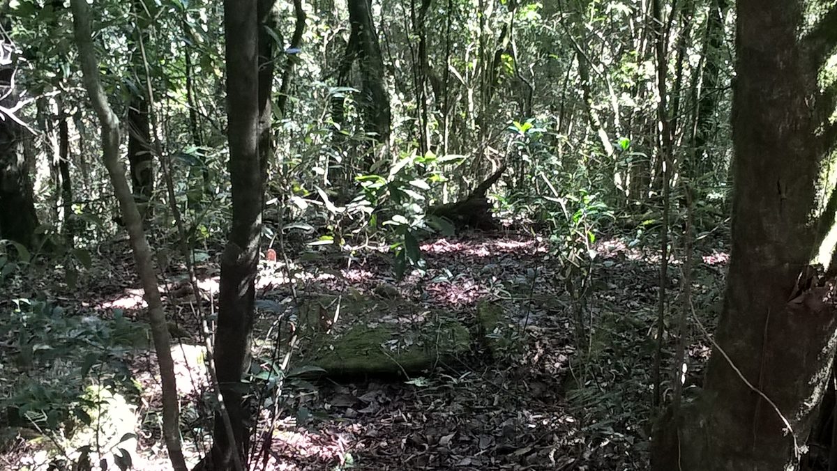 Inside a dim, dense forest with thin trunks and a leaf-littered floor.