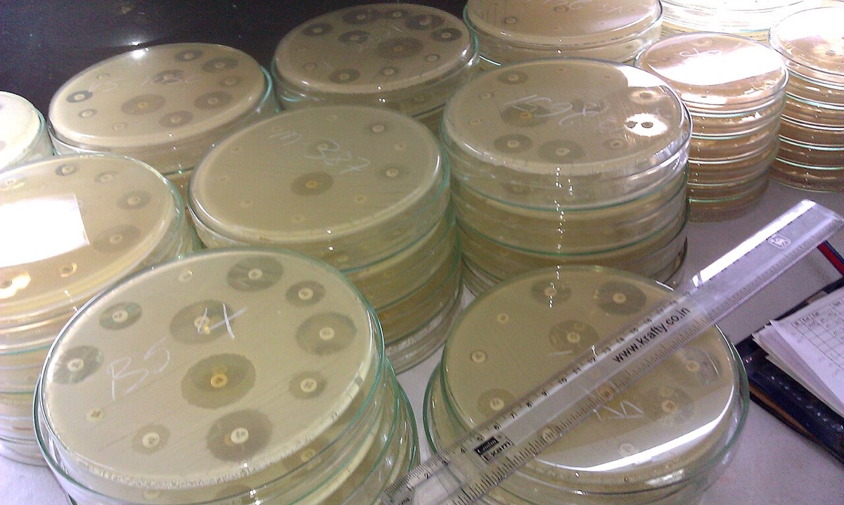 Stacks of petri dishes, each with small antibiotic discs surrounded by clear rings where bacteria could not grow.