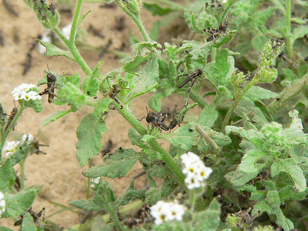 First-instar desert locust hoppers feeding on Heliotropium plants.