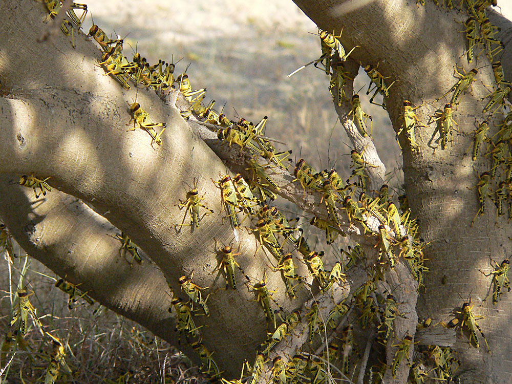 Fifth-instar desert locust hoppers climbing a tree to fledge.