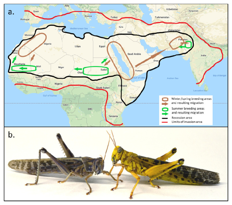 Map of desert locust recession and invasion range, and two adult males: camouflaged solitarious on the left, yellow gregarious on the right.