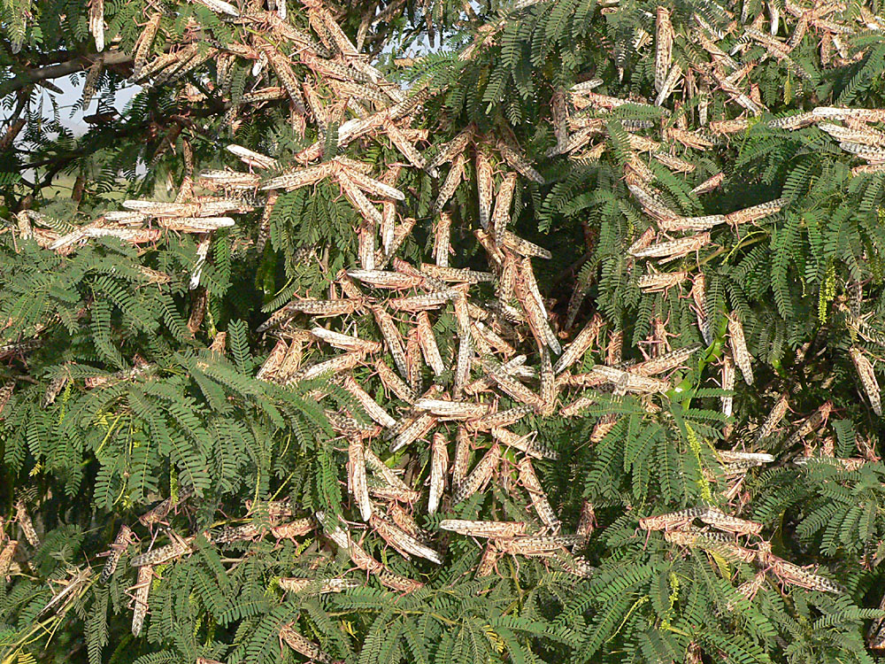 Settled desert locust swarm, adults packed on dry ground and low plants, Red Sea coast, Sudan.